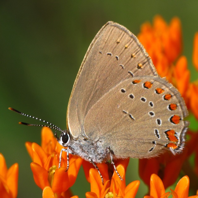 Coral Hairstreak on Butterfly Weed