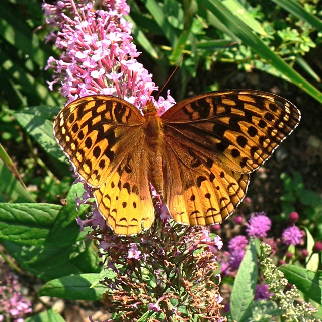 Great Spangled Fritillary on Butterfly Bush